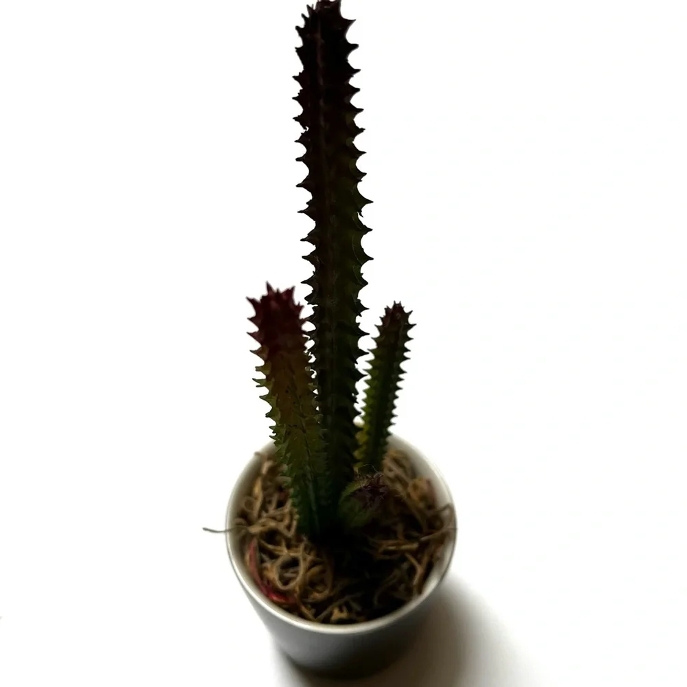 Cute Cactus in Starbucks shot